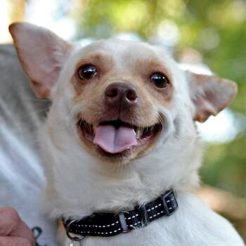 Chihuahua Dogs Available for Adoption in Rosenberg, Texas - Sheamus | PetCurious