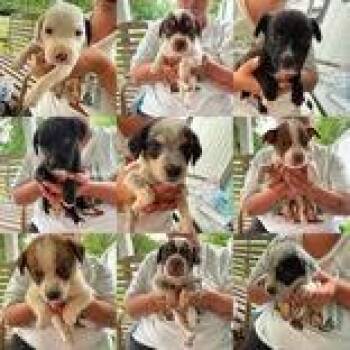 Barleywine -  Australian Cattle Dog Blue Heeler Dog for Adoption in Newport, Kentucky - Barleywine | PetCurious