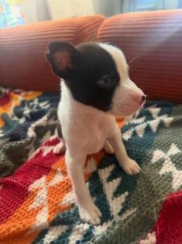 Cayenne Pepper -  Mixed Breed Dog for Adoption in Cincinnati, Ohio - Cayenne Pepper | PetCurious