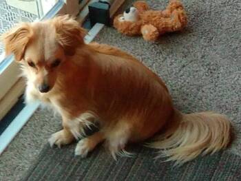 Reyna -  Dachshund Dog for Adoption in Evergreen, Colorado - Reyna | PetCurious