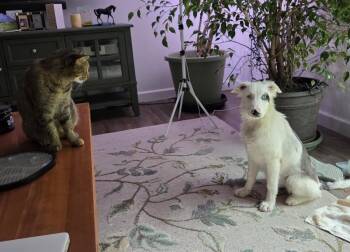 Rescue Border Collie Dogs for Adoption in Xenia, Ohio - Bilbo *Courtesy Post* | PetCurious