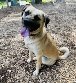 Asher -  German Shepherd Dog Dog for Adoption in Cedarburg, Wisconsin - Asher | PetCurious