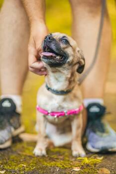 Snookie -  Chihuahua Dog for Adoption in Knoxville, Tennessee - Snookie | PetCurious