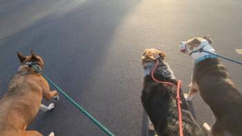 Eddie -  Labrador Retriever Dog for Adoption in Millcreek, Utah - Eddie | PetCurious
