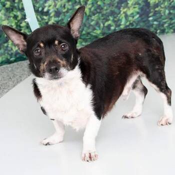 Maverick -  Chihuahua and Mixed Breed Dog for Adoption in Fredericksburg, Virginia - Maverick | PetCurious