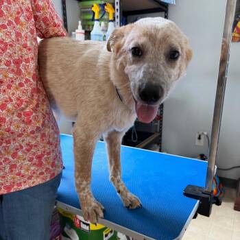 Scout -  Cattle Dog Dog for Adoption in Hohenwald, Tennessee - Scout | PetCurious
