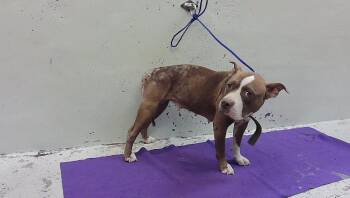 MARY KEY -  Staffordshire Bull Terrier and Mixed Breed Dog for Adoption in Houston, Texas - MARY KEY | PetCurious