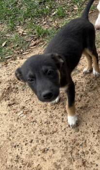 Labrador Retriever Dogs Available for Adoption in The Woodlands, Texas - Rebecca | PetCurious