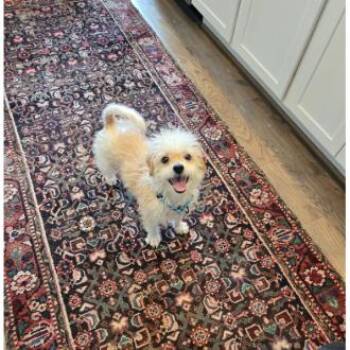 Banana Bread -  Poodle and Mixed Breed Dog for Adoption in Tacoma, Washington - Banana Bread | PetCurious