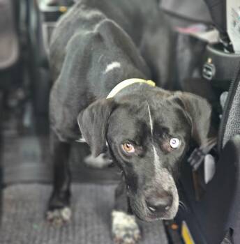 Sally -  Catahoula Leopard Dog Dog for Adoption in Port St. Lucie, Florida - Sally | PetCurious