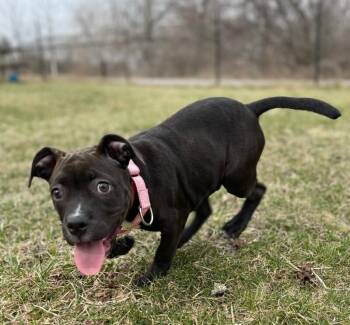 Pit Bull Terrier and Mixed Breed Dogs Available for Adoption - Priscilla | PetCurious