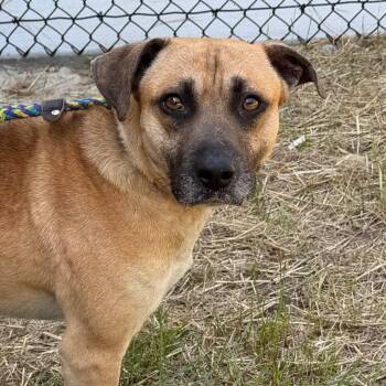 Terrier Dogs Available for Adoption in Tarboro, North Carolina - 26-161 Bjorn | PetCurious