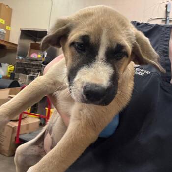Pepper -  Shepherd Dog for Adoption in Birmingham, Alabama - Pepper | PetCurious