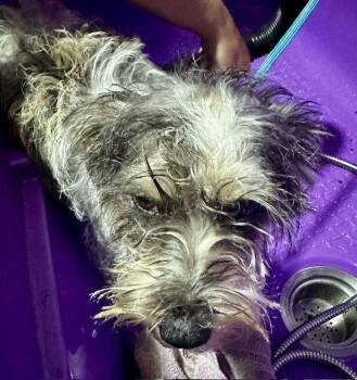 Frankie -  Schnauzer Dog for Adoption in Sistersville, West Virginia - Frankie | PetCurious
