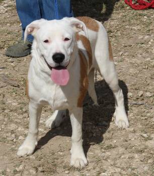 Rescue Mastiff and Great Pyrenees Dogs for Adoption in Bandera, Texas - Pocket | PetCurious