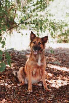 93810a Kika -  Shepherd and Mixed Breed Dog for Adoption in North Charleston, South Carolina - 93810a Kika | PetCurious