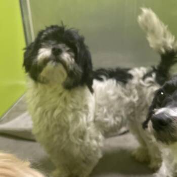 Norma -  Maltese and Shih Tzu Dog Available for Adoption in Spokane, Washington - Norma | PetCurious