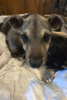 Firefly -  Catahoula Leopard Dog and Mixed Breed Dog for Adoption in Evergreen, Colorado - Firefly | PetCurious