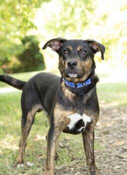 Copper -  Mixed Breed Dog for Adoption in Hamilton, Ohio - Copper | PetCurious