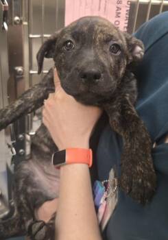 Pit Bull Terrier and Mixed Breed Dogs Available for Adoption in Westland, Michigan - Robyn | PetCurious