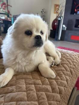 Rescue Pekingese Dogs for Adoption in Santa Ana, California - Dutch | PetCurious