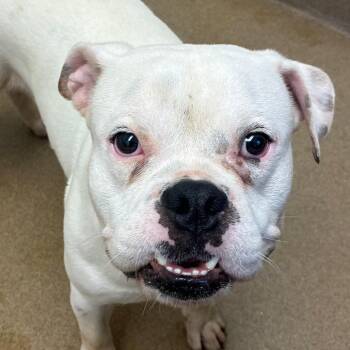 Oscar -  American Bulldog and Mixed Breed Dog for Adoption in Corpus Christi, Texas - Oscar | PetCurious