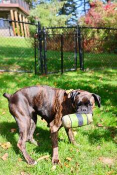 Sandra -  Boxer Dog for Adoption in Duluth, Minnesota - Sandra | PetCurious