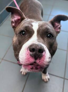 Mixed Breed Dogs Available for Adoption in Nashville, Tennessee - Pandora | PetCurious