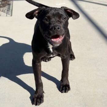 Pit Bull Terrier and Mixed Breed Dogs Available for Adoption - Porsche | PetCurious