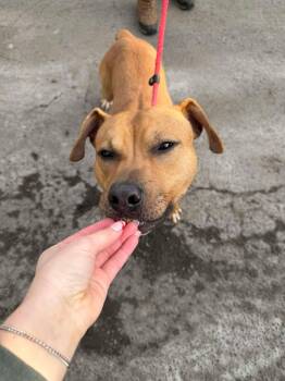 Bodhi (Foster or Adopter Needed!) -  Pit Bull Terrier Dog for Adoption in Westwood, New Jersey - Bodhi (Foster Or Adopter Needed!) | PetCurious