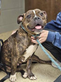 Rescue Mixed Breed Dogs for Adoption in Munster, Indiana - Mae | PetCurious