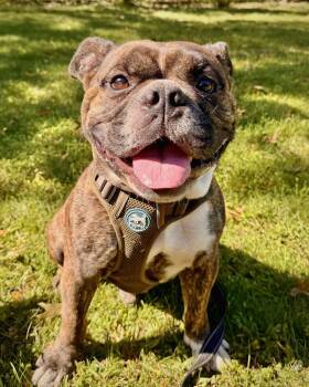 Miller -  American Bulldog Dog for Adoption in Monticello, New York - Miller | PetCurious