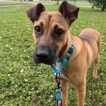 Callie -  Mixed Breed Dog for Adoption - Callie | PetCurious