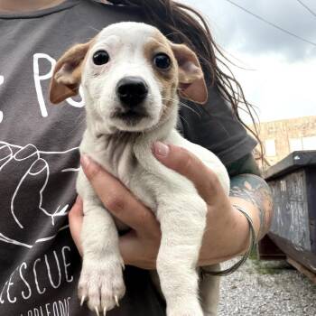 Molly -  Chihuahua and Dachshund Dog for Adoption in New Orleans, Louisiana - Molly | PetCurious
