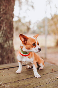 Rescue Chihuahua and Mixed Breed Dogs for Adoption in North Charleston, South Carolina - 89357A Apple Pie | PetCurious