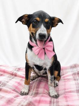 VIDA -  Border Collie and Australian Cattle Dog Blue Heeler Dog for Adoption in Mount Laurel Township, New Jersey - VIDA | PetCurious