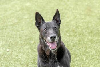 Labrador Retriever Dogs Available for Adoption in Hilton Head Island, South Carolina - Cyrus | PetCurious