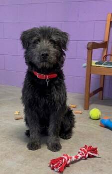 Labrador Retriever and Poodle Dogs Available for Adoption in North Prairie, Wisconsin - **MARAK** | PetCurious