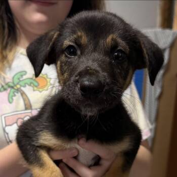 Sega -  Mixed Breed Dog for Adoption in Rockville, Maryland - Sega | PetCurious