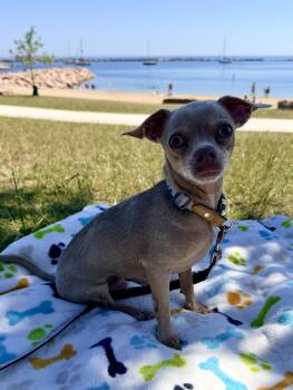 Prince -  Chihuahua Dog for Adoption in Union Grove, Wisconsin - Prince | PetCurious