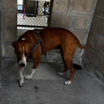 Mixed Breed Dogs Available for Adoption in Clearwater, Florida - Tripp | PetCurious