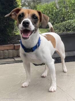 BeBe -  Jack Russell Terrier Dog for Adoption in Sarasota, Florida - BeBe | PetCurious