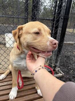 Geeta -  Pit Bull Terrier and Mixed Breed Dog for Adoption in Atlanta, Georgia - Geeta | PetCurious