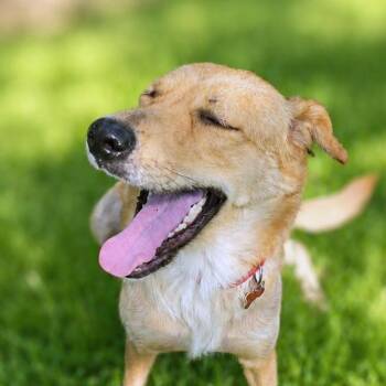 Mileena -  Golden Retriever and Mixed Breed Dog for Adoption in Boerne, Texas - Mileena | PetCurious