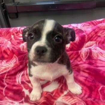 Pit Bull Terrier Dogs Available for Adoption - Button | PetCurious