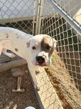 Rescue Pit Bull Terrier Dogs for Adoption in Lake City, Arkansas - Pete | PetCurious