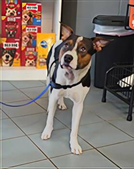 Rescue Mixed Breed Dogs for Adoption in Nashville, Tennessee - Candy Corn | PetCurious