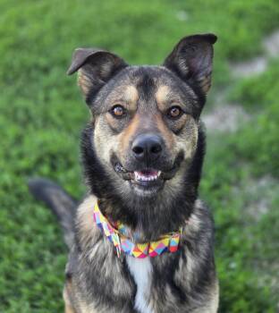 Coco Chanel -  Shepherd Dog for Adoption in Brookings, South Dakota - Coco Chanel | PetCurious