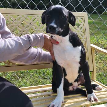 Dennis -  Black Labrador Retriever and American Staffordshire Terrier Dog for Adoption in Vandalia, Illinois - Dennis | PetCurious