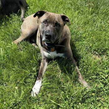 Moose -  American Staffordshire Terrier and Labrador Retriever Dog for Adoption in La Grange, Kentucky - Moose | PetCurious